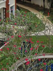 sunrise-gardens photo thumbnail #1